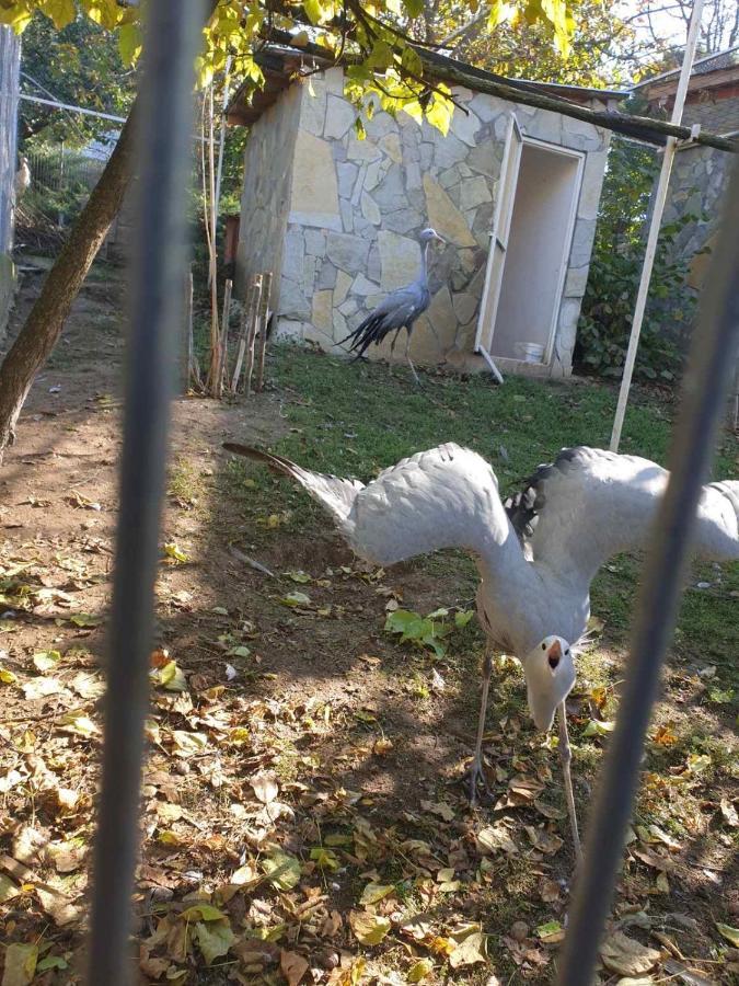 Готель Zoo Misic Prenociste Вранє Екстер'єр фото