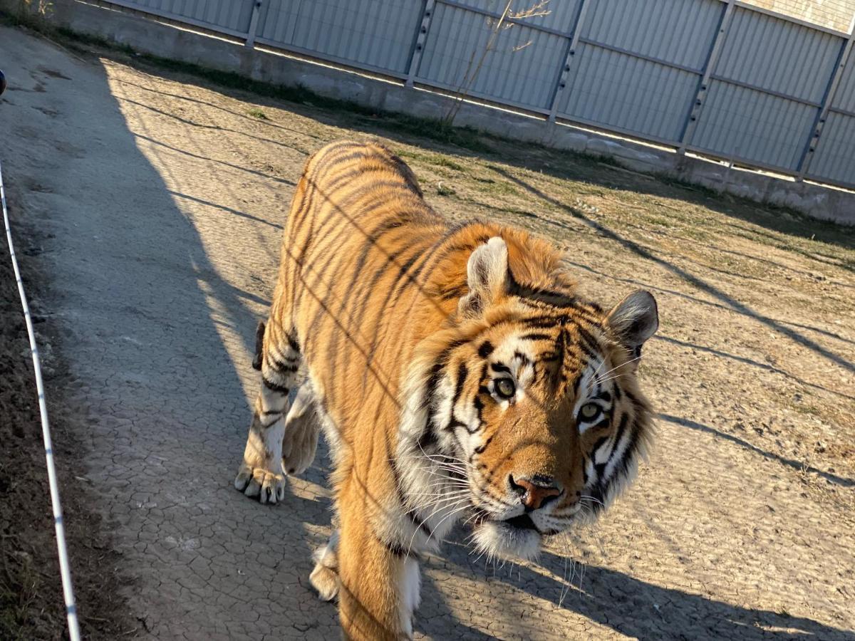 Готель Zoo Misic Prenociste Вранє Екстер'єр фото